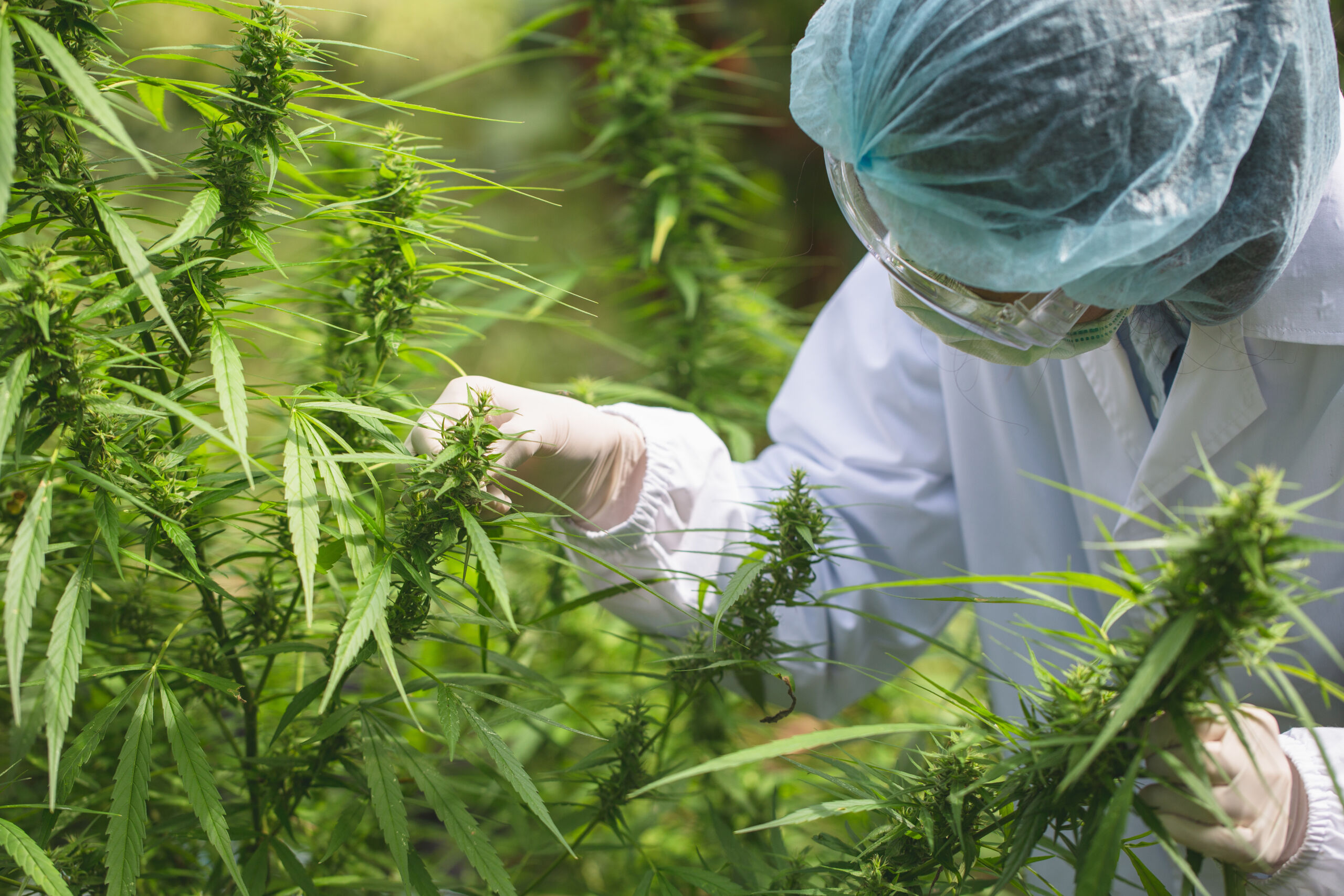Marijuana Researcher, Female scientist in a hemp field checking plants and flowers, alternative herbal medicine concept.