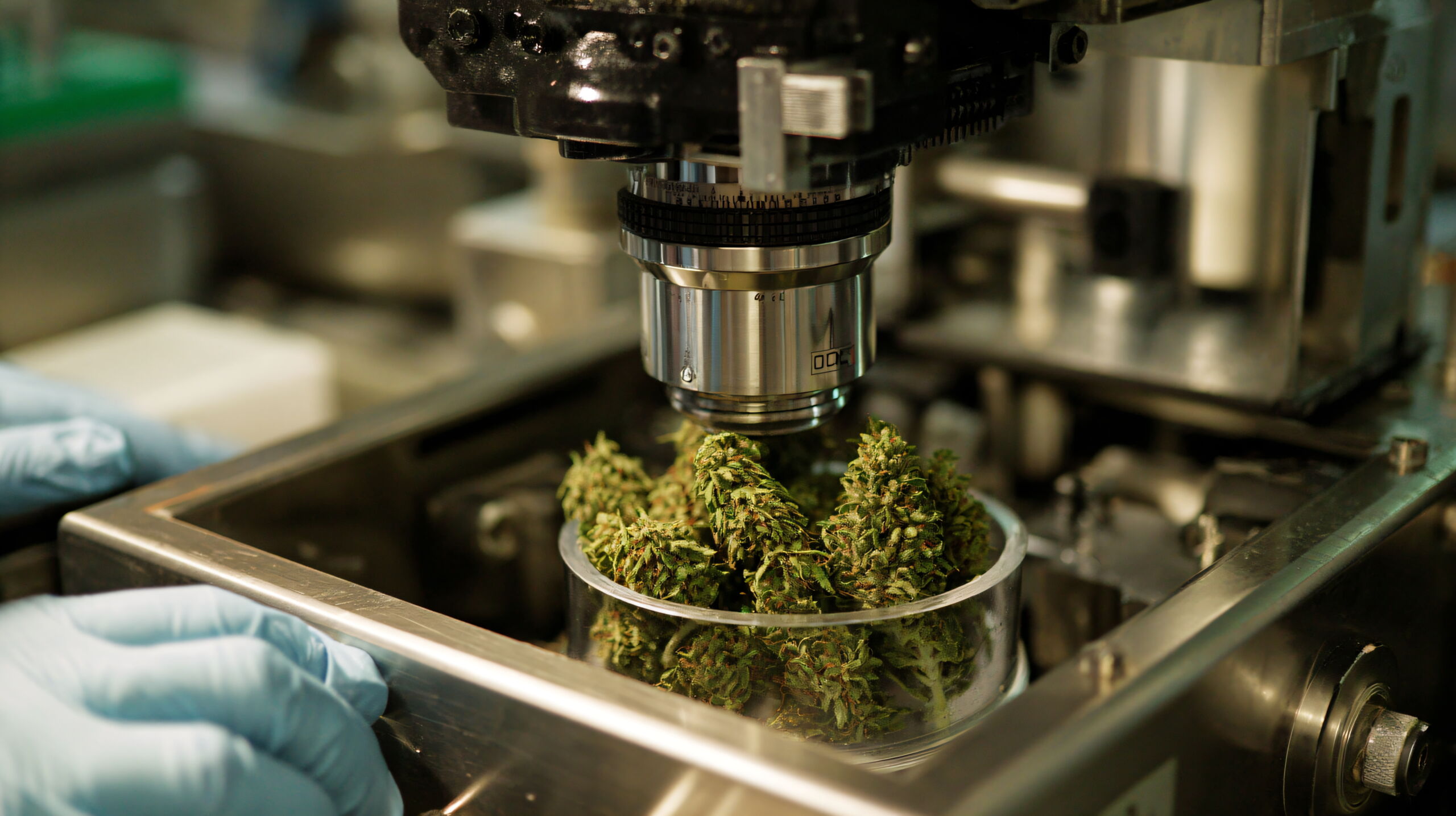 Industrial machine fills small glass vials with green botanical material and liquid. Automated manufacturing process for medical cannabis oil production.