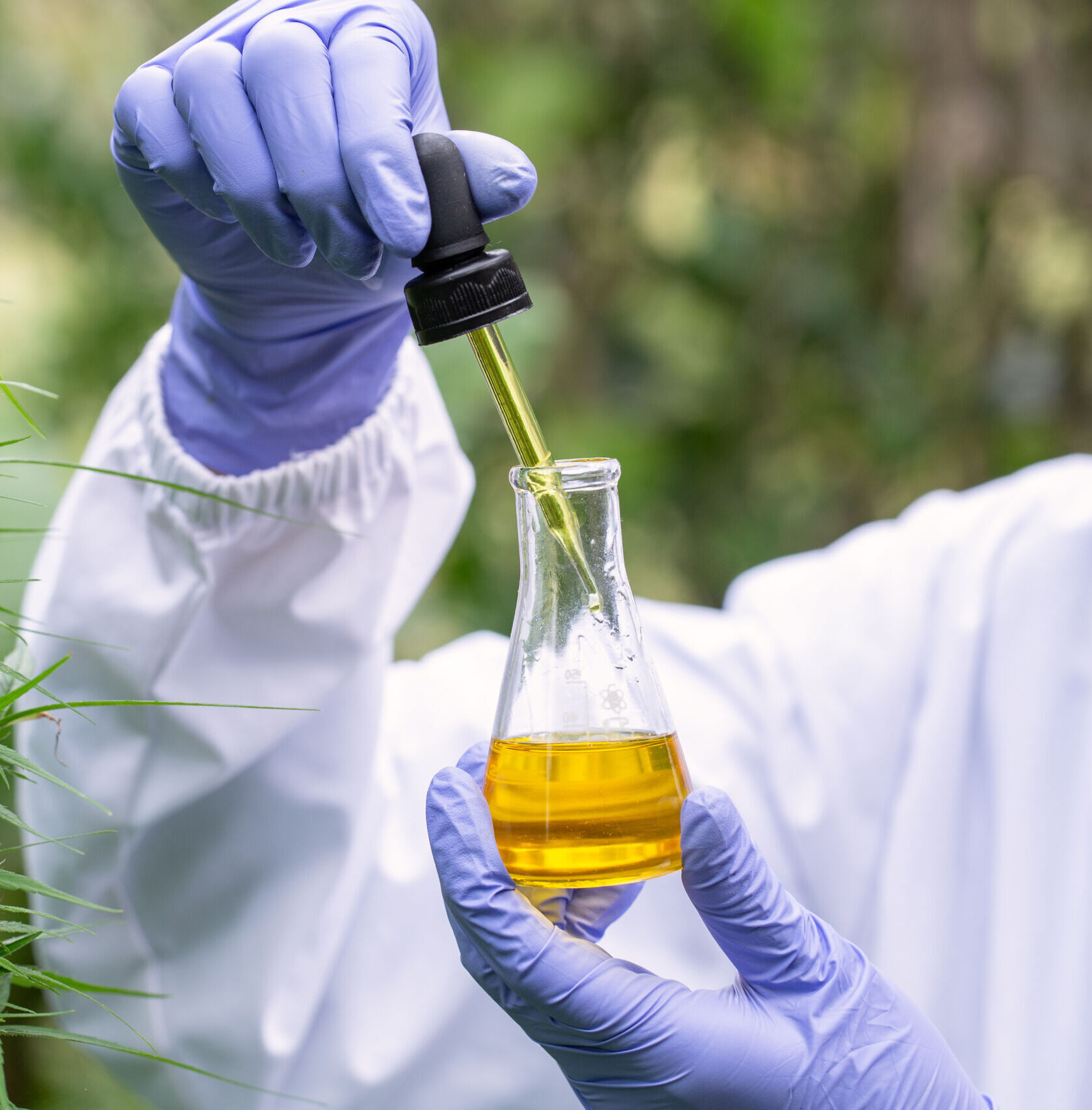 The hands of scientists dropping marijuana oil for experimentation and research, ecological hemp plant herbal pharmaceutical cbd oil from a jar.